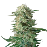 Big Dutch Bud
