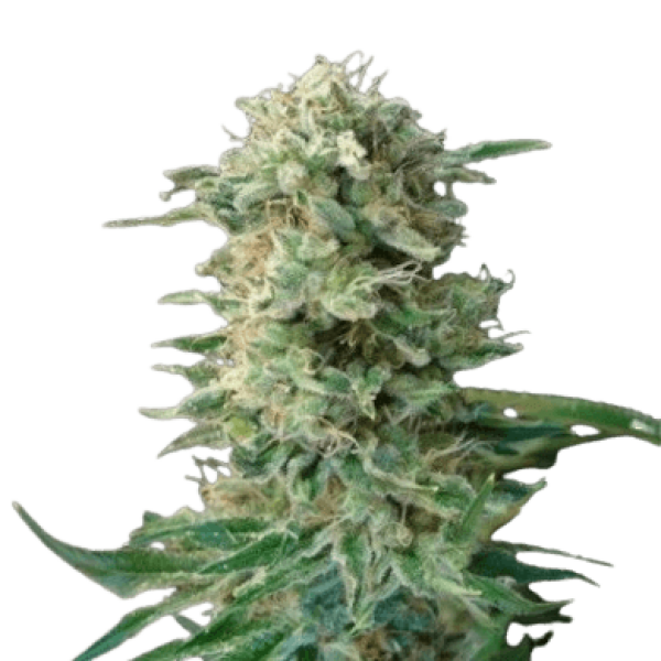 Семена конопли  Big Dutch Bud - Amsterdam Seeds