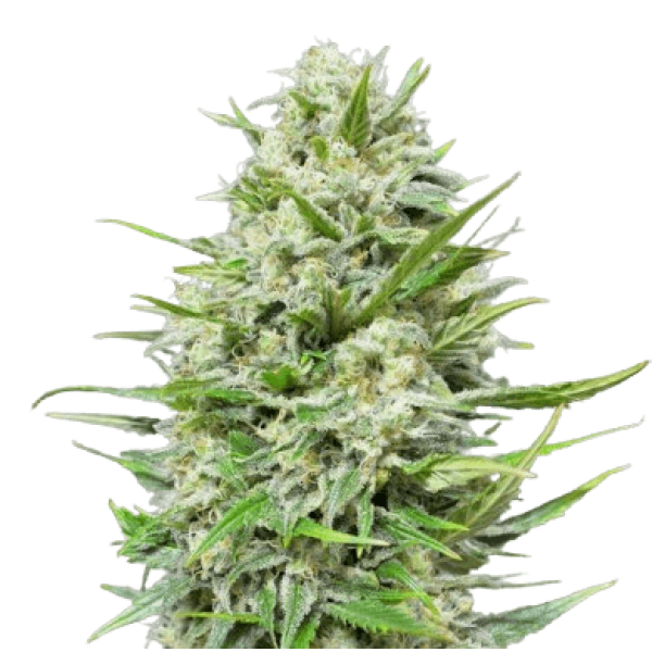 Семена конопли  Amsterdam Herer Auto - Amsterdam Seeds