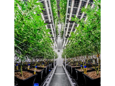 Як вирощувати канабіс за схемою 12/12 з насіння: повний гід для домашніх гроверів