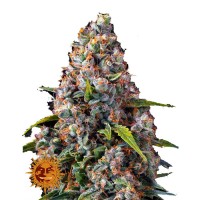 Strawberry Cheesecake Auto fem