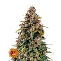 Watermelon Zkittlez Auto fem