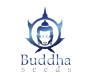 Buddha Seeds 