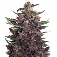 BUDDHA PURPLE KUSH AUTO