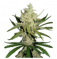 AMNESIA HAZE