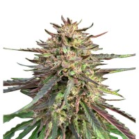 AUTO CBD GUERILLA GLUE