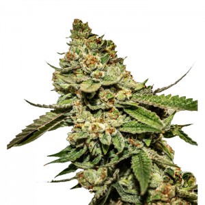 BRUCE BANNER #5