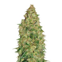 DUBAI POISON