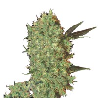 MARLEY´S BUD