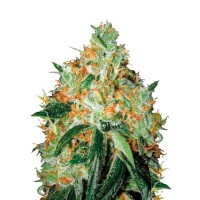 ORIGINAL ORANGE BUD