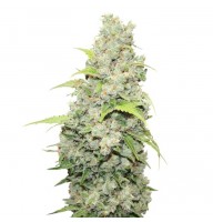 SOUR DIESEL