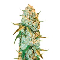 SPECIAL CRYSTAL HAZE