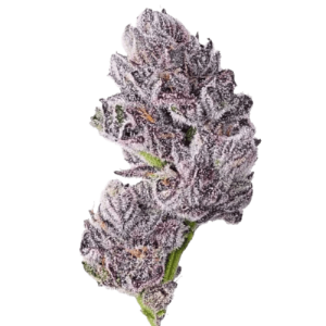 Iced Sangria Triploid F1