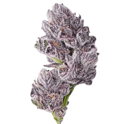 Iced Sangria Triploid F1