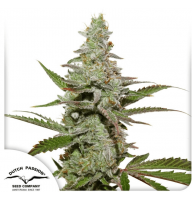 Amsterdam Amnesia