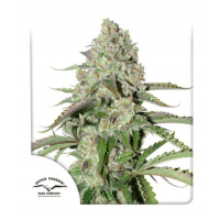 Auto Colorado Cookies