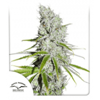 CBD Skunk Haze