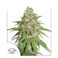 Glueberry O.G.