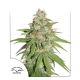 Семена конопли  Glueberry O.G. - Dutch Passion seeds