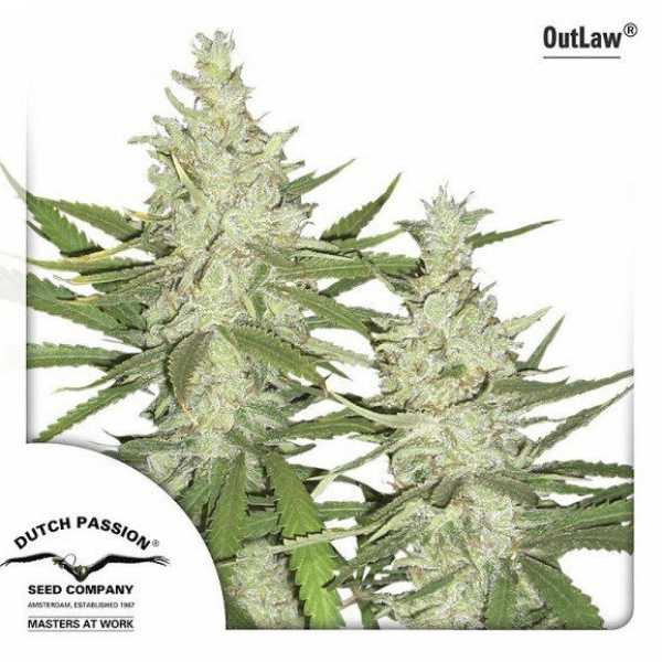 Насіння коноплі  OutLaw (Amnesia) - Dutch Passion seeds