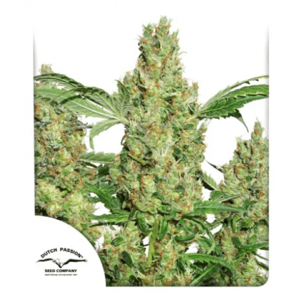 Семена конопли  Power Plant - Dutch Passion seeds