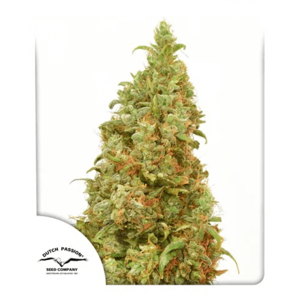 Насіння коноплі  THC-Victory - Dutch Passion seeds