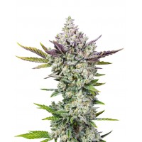Auto Gorilla Cookies