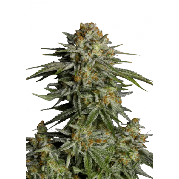 Насіння коноплі GG4 Sherbet Fast Flowering  - Fast Buds Autoflower Seeds