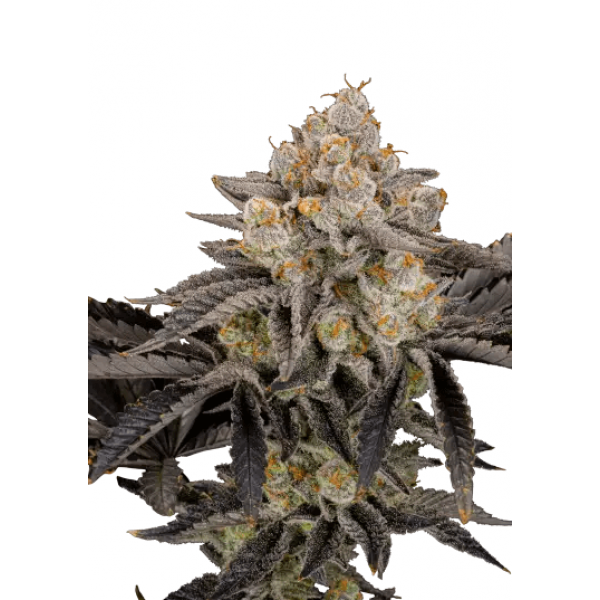 Семена конопли  Gorilla Cookies Fast Flowering - Fast Buds Autoflower Seeds