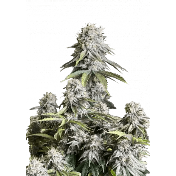 Насіння коноплі Orange Sherbet Fast Flowering - Fast Buds Autoflower Seeds