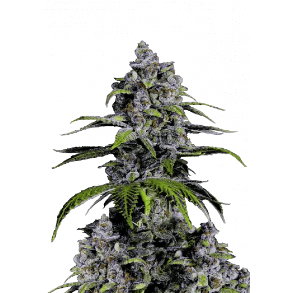 Семена конопли  Purple Lemonade Fast Flowering - Fast Buds Autoflower Seeds