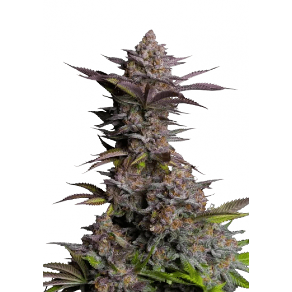 Насіння коноплі Tropicana Cookies Fast Flowering  - Fast Buds Autoflower Seeds