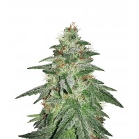 Auto Bruce Banner