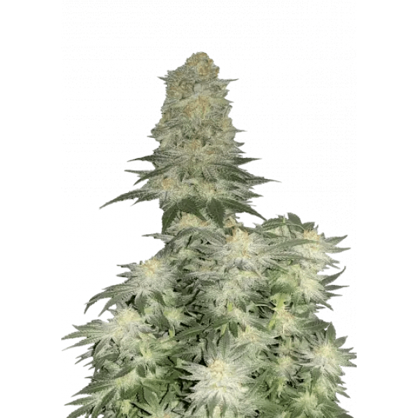 Семена конопли  Weeding Cheesecake Fast Flowering - Fast Buds Autoflower Seeds