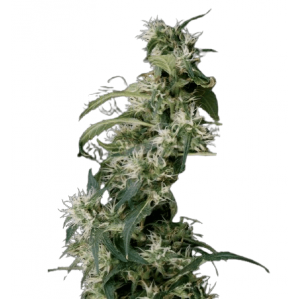 Семена конопли  Mango Haze - Green House Seeds