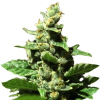 Green-O-Matic
