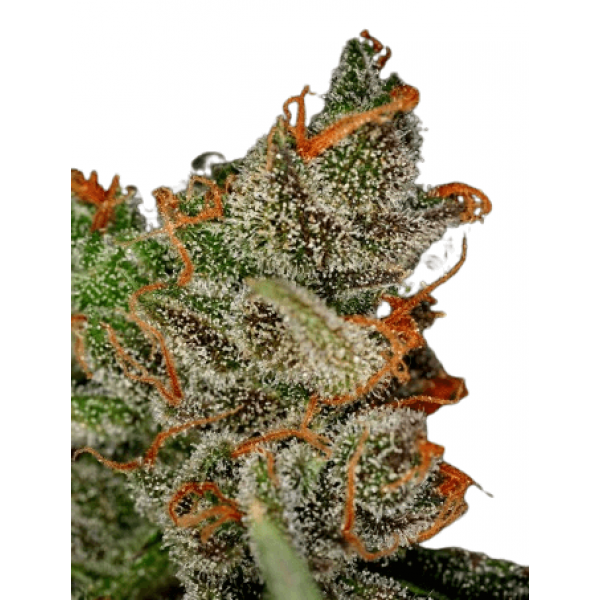 Семена конопли  KING'S KUSH - Green House Seeds