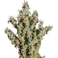 NL5 Haze Mist