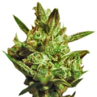 Super Critical Autoflowering