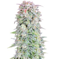 Auto Afghan Kush