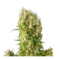 Auto Destroyer