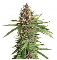 Auto Girl Scout Cookies