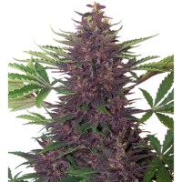 Auto Purple Kush