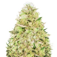 Auto Somango