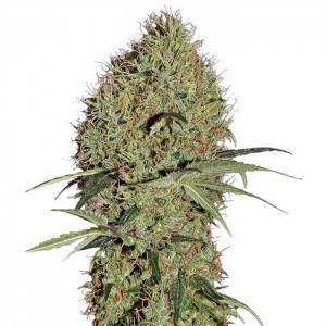 Auto Super Bud