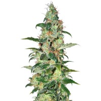 Chronic