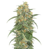 Green Crack