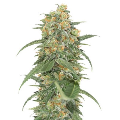 Green Crack