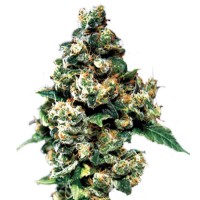 Jack Herer