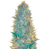 Og Kush